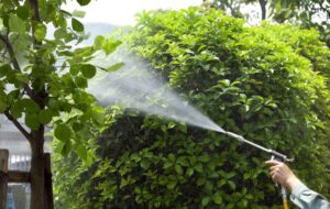 Внекорневая подкормка растений