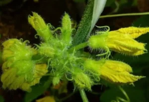 Как использовать бор (B) для профилактики пустоцветов