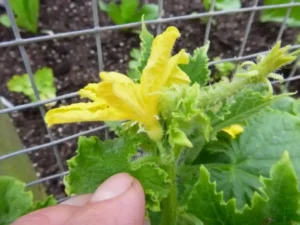 Как использовать бор (B) для профилактики пустоцветов