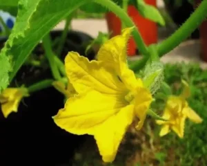 Как использовать бор (B) на овощных и плодовых культурах