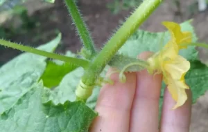 Как использовать бор (B) на овощных и плодовых культурах