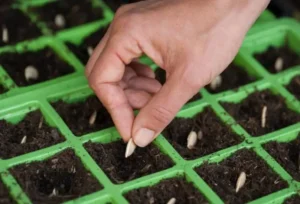 Как использовать смеси для овощных культур Как использовать смеси для овощных культур