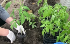 Как использовать смеси для овощных культур Как использовать смеси для овощных культур