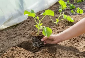 Как использовать смеси на разных стадиях роста растений