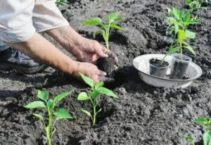 Как использовать смеси при посадке рассады