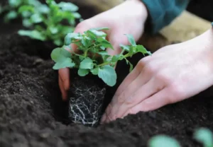 Как использовать смеси при посадке рассады