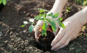 Как использовать смеси при посадке рассады