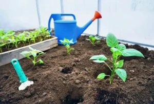 Как использовать смеси в открытом и закрытом грунте