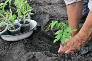 Как использовать смеси в открытом и закрытом грунте