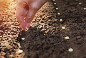 Как использовать смеси весной, летом и осенью