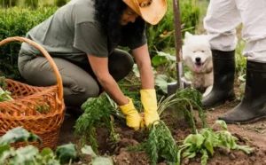 Как использовать суперфосфат (Ca(H₂PO₄)₂) без вреда для растений