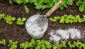 Как использовать суперфосфат (Ca(H₂PO₄)₂) без вреда для растений