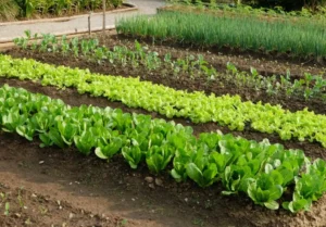 Как использовать суперфосфат (Ca(H₂PO₄)₂) для овощных культур Как использовать суперфосфат (Ca(H₂PO₄)₂) для овощных культур