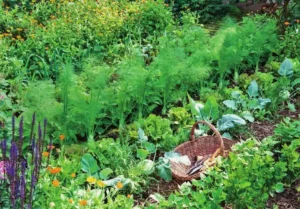 Как использовать суперфосфат (Ca(H₂PO₄)₂) для овощных культур Как использовать суперфосфат (Ca(H₂PO₄)₂) для овощных культур