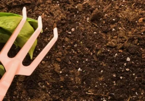 Как использовать суперфосфат (Ca(H₂PO₄)₂) на этапе цветения и плодоношения