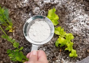 Как использовать суперфосфат (Ca(H₂PO₄)₂) на этапе цветения и плодоношения