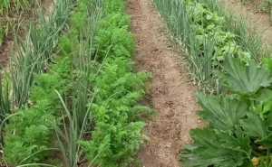 Как использовать суперфосфат (Ca(H₂PO₄)₂) на разных типах почв Как использовать суперфосфат (Ca(H₂PO₄)₂) на разных типах почв