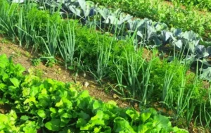 Как использовать суперфосфат (Ca(H₂PO₄)₂) на разных типах почв Как использовать суперфосфат (Ca(H₂PO₄)₂) на разных типах почв