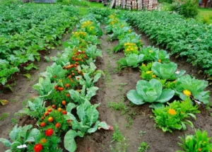 Как использовать суперфосфат (Ca(H₂PO₄)₂) на разных типах почв Как использовать суперфосфат (Ca(H₂PO₄)₂) на разных типах почв