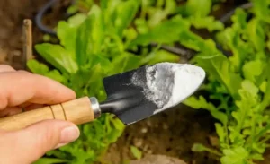 Как использовать суперфосфат (Ca(H₂PO₄)₂) при посадке Как использовать суперфосфат (Ca(H₂PO₄)₂) при посадке