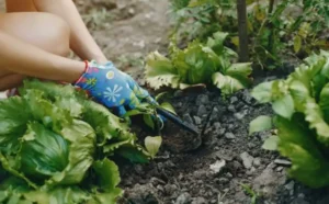 Как использовать суперфосфат (Ca(H₂PO₄)₂) совместно с другими удобрениями Как использовать суперфосфат (Ca(H₂PO₄)₂) совместно с другими удобрениями