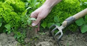 Как использовать суперфосфат (Ca(H₂PO₄)₂) совместно с другими удобрениями Как использовать суперфосфат (Ca(H₂PO₄)₂) совместно с другими удобрениями