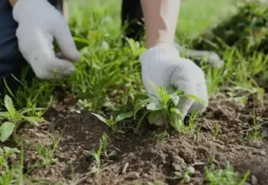 Как использовать суперфосфат (Ca(H₂PO₄)₂) совместно с другими удобрениями Как использовать суперфосфат (Ca(H₂PO₄)₂) совместно с другими удобрениями