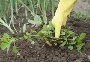 Как использовать суперфосфат (Ca(H₂PO₄)₂) в саду и огороде Как использовать суперфосфат (Ca(H₂PO₄)₂) в саду и огороде