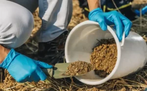 Как птичий навоз влияет на кислотность почвы Как птичий навоз влияет на кислотность почвы