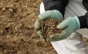 Как птичий навоз влияет на кислотность почвы Как птичий навоз влияет на кислотность почвы