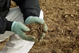 Как птичий навоз влияет на кислотность почвы Как птичий навоз влияет на кислотность почвы