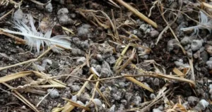 Птичий навоз в органическом земледелии - как использовать без вреда для экологии