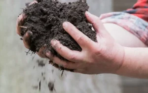 Птичий навоз - важные рекомендации по вносу в почву для максимальной эффективности
