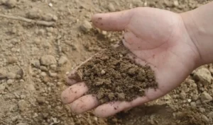 Разбор влияния калийной селитры на pH почвы и как избежать нежелательных последствий чрезмерного повышения кислотности