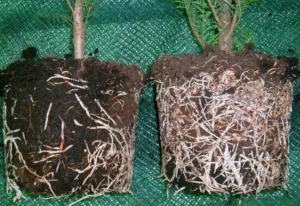 суперфосфат (Ca(H₂PO₄)₂) для корнеобразования и роста растений суперфосфат (Ca(H₂PO₄)₂) для корнеобразования и роста растений