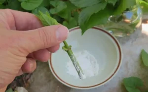 суперфосфат (Ca(H₂PO₄)₂) для корнеобразования и роста растений суперфосфат (Ca(H₂PO₄)₂) для корнеобразования и роста растений