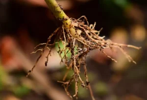 суперфосфат (Ca(H₂PO₄)₂) для корнеобразования и роста растений суперфосфат (Ca(H₂PO₄)₂) для корнеобразования и роста растений